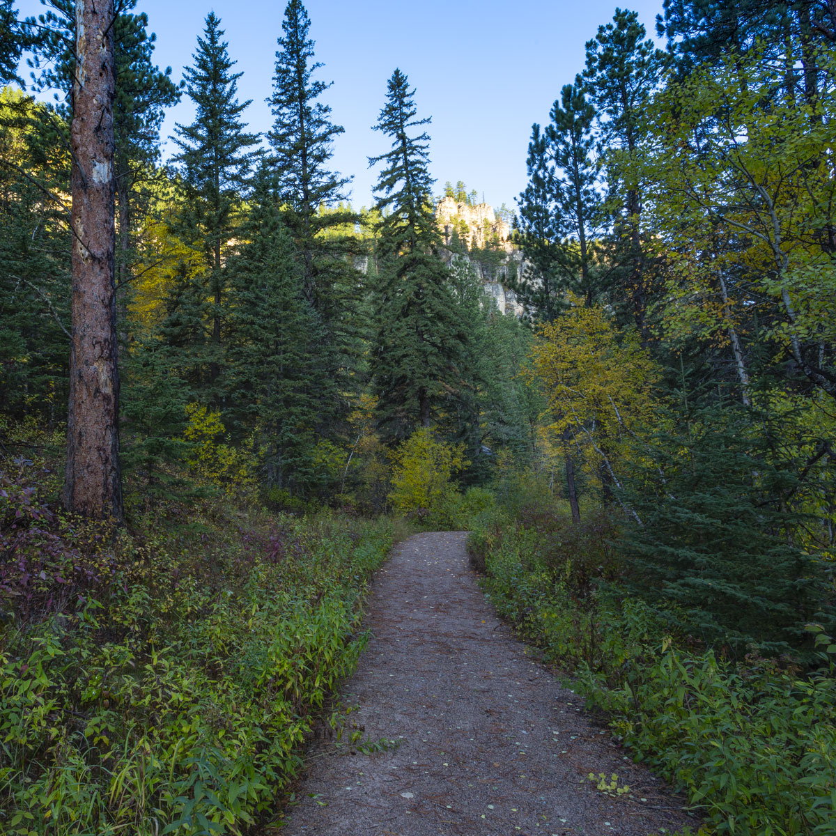 A hiking trail leads into a pine woodland with Autumn colors of hardwoods while the white of limestone canyon walls can be seen in the distance under blue skies.